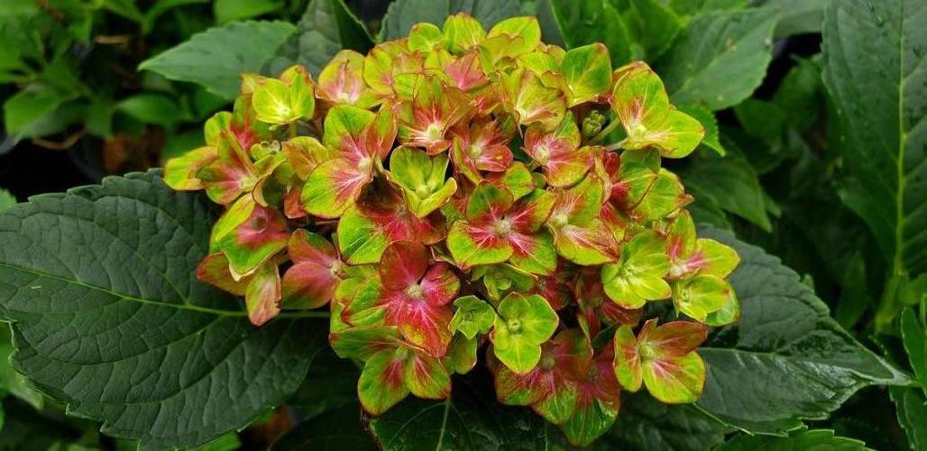 Hydrangea macrophylla 'Pistachio' (Pistachio Hydrangea)