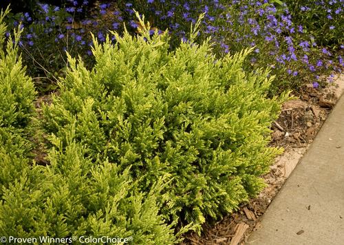 Juniperus horizontalis (Good Vibrations® Gold Juniper)