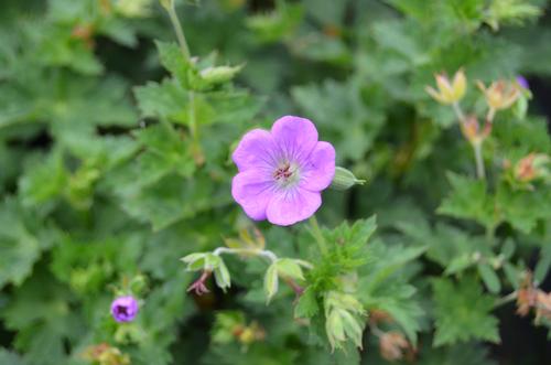 Geranium (Rozanne Geranium)
