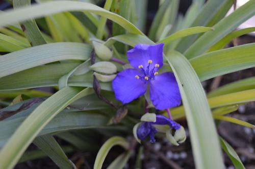 Tradescantia (Sweet Kate Tradescantia)