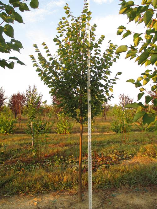 Tilia cordata (Greenspire Linden Tree)