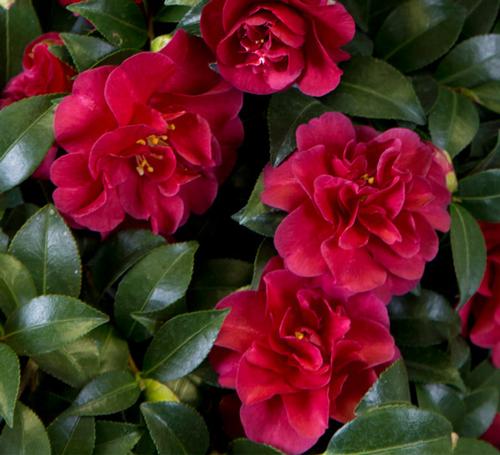 Camellia sasanqua (October Magic® Ruby™ Camellia)