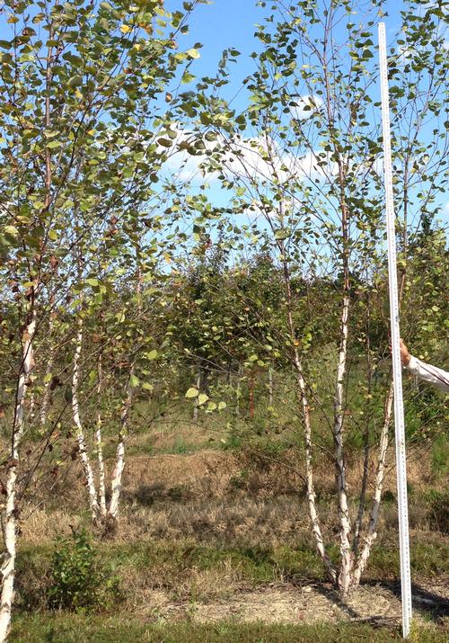 Betula nigra (Dura-heat River Birch)