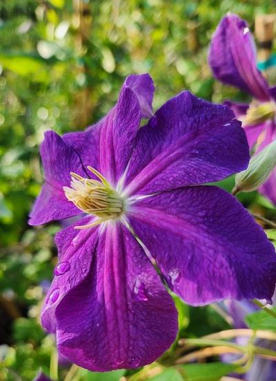 Clematis x 'Jackmanii' - Jackmanii Clematis from Taylor's Nursery