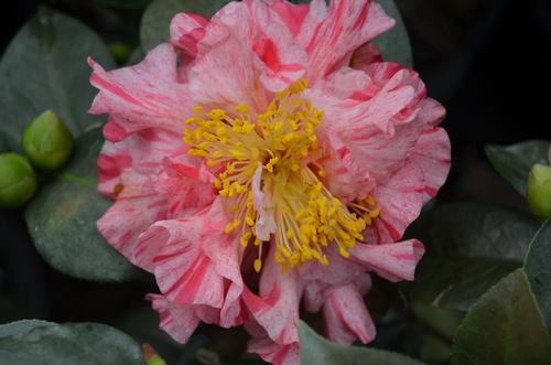 Camellia japonica 'Kick Off' (Kick Off Camellia)