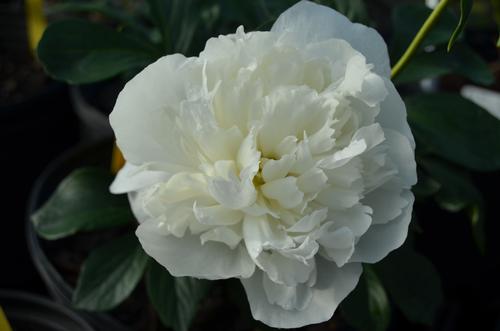 Paeonia lactiflora (Duchess de Nemours Paeony)