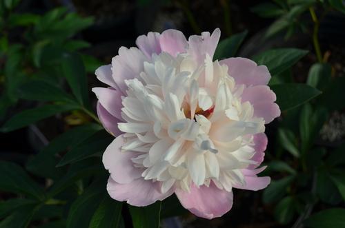 Paeonia lactiflora (Sorbet Paeony)