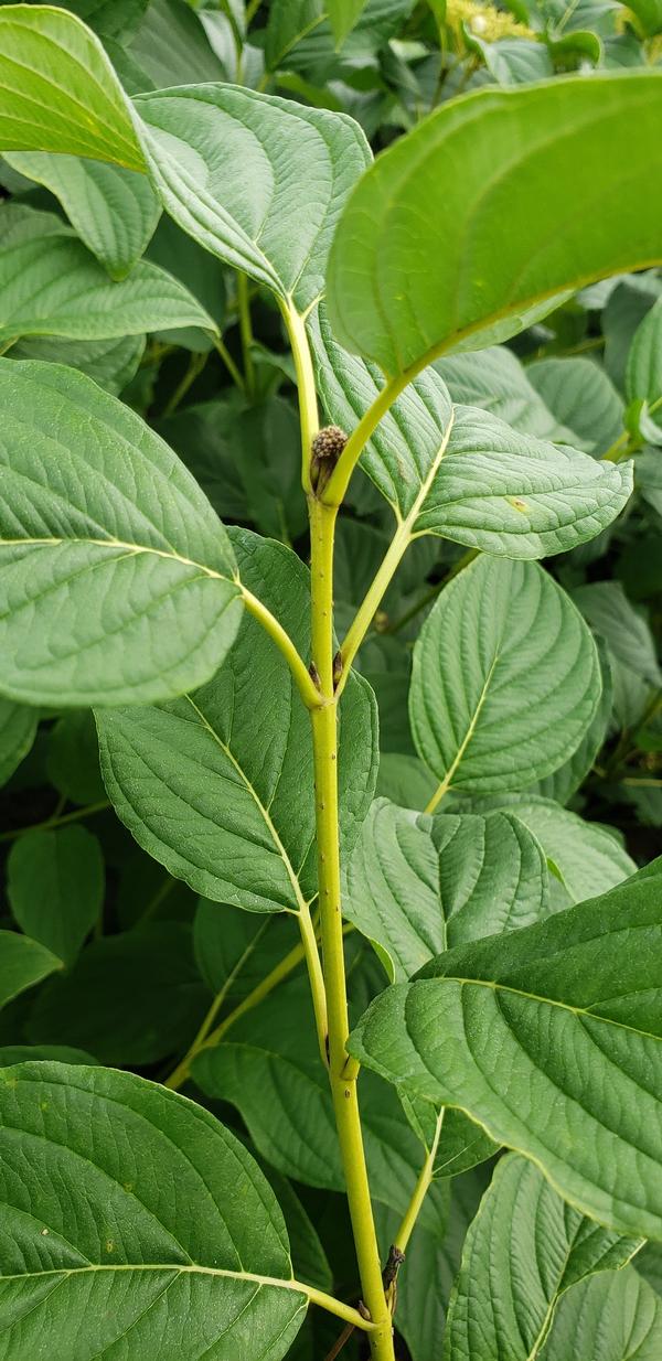 Cornus sericea (Budd's Yellow Twig Dogwood)