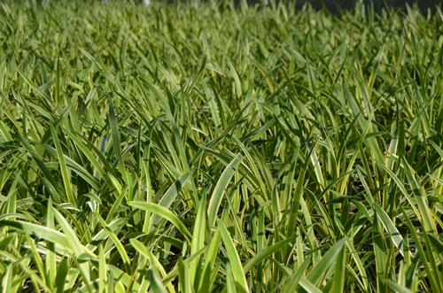 Liriope muscari (Silvery Sunproof Liriope)
