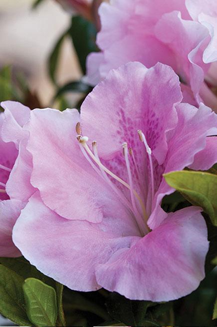 Azalea Encore 'Autumn Sweetheart™' (Autumn Sweetheart™ Encore Azalea)