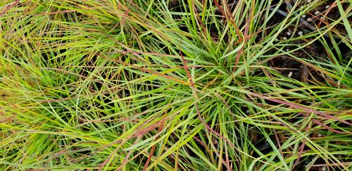 Pennisetum alopecuroides (Burgundy Bunny Fountain Grass)