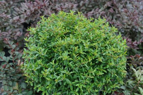 Pyracomeles (Juke Box Pyracomeles)