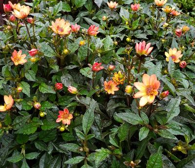 Dahlia (Star Wars Dahlia)