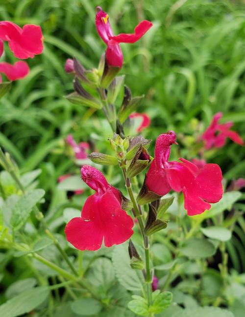 Salvia (Best Red Salvia)