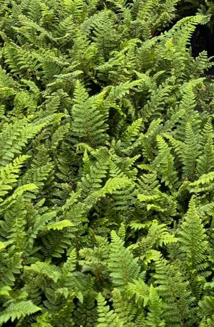 Polystichum polyblepharum (Tassel Fern)