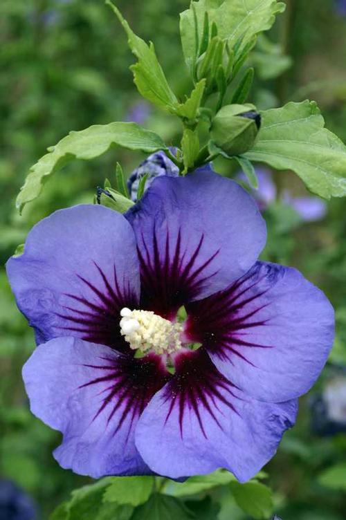 Hibiscus syriacus (Hawaii Rose of Sharon)
