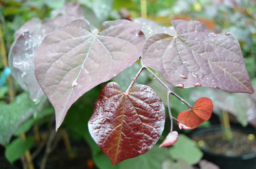 Cercis canadensis (Black Pearl Red Bud)