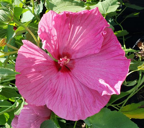 Hibiscus moscheutos (Luna Rose Hibiscus)