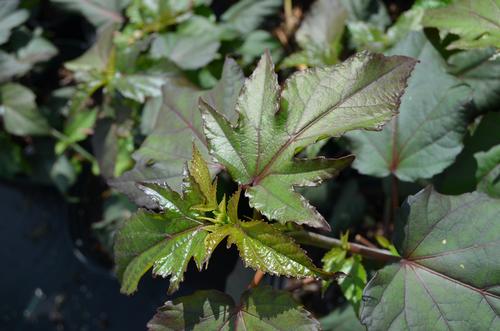 Hibiscus moscheutos (Plum Crazy Hibiscus)