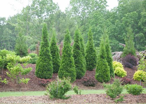 Thuja occidentalis (North Pole® Arborvitae)