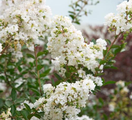 Lagerstroemia (Early Bird™ White Crape Myrtle)