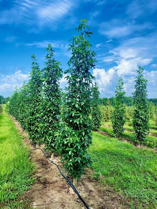 Liquidambar styraciflua 'Slender Silhouette' - Slender Silhouette Sweetgum from Taylor's Nursery