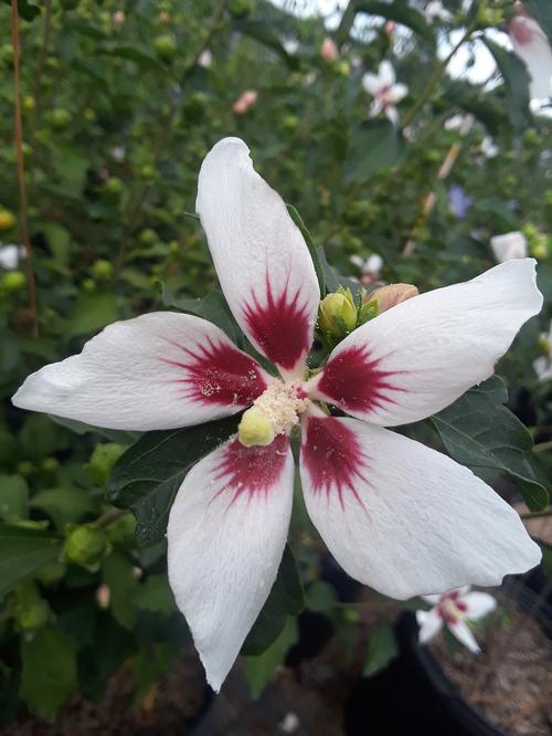 Hibiscus syriacus (Lil Kim® Rose of Sharon)