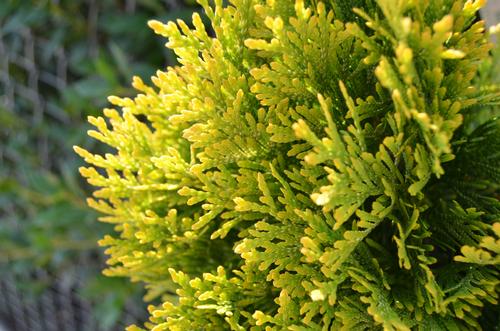 Thuja occidentalis 'Highlights' (Highlights Arborvitae)