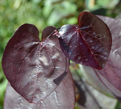 Cercis x 'Merlot' (Merlot Redbud)