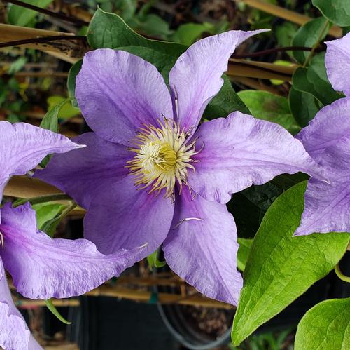 Clematis (Will Goodwin Clematis)