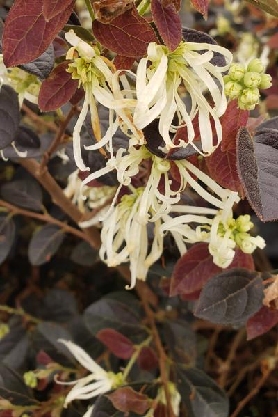 Loropetalum chinense (Ruby Snow Loropetalum)