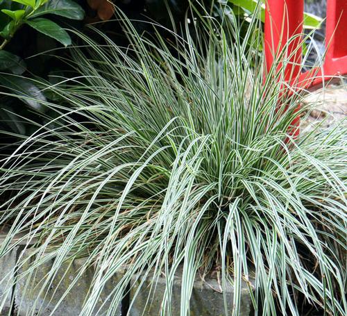 Carex oshimensis (Everest Carex)