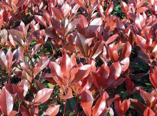 Photinia glabra 'Dynamo Red™'