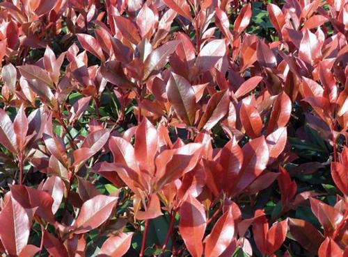 Photinia glabra 'Dynamo Red' 