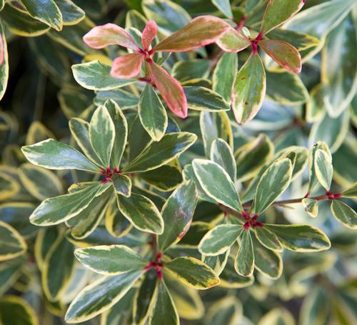 Ternstroemia gymnanthera (Juliet™ Cleyera)