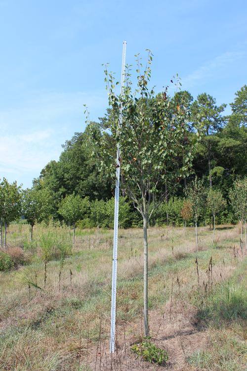 Amelanchier x grandiflora (Forest Prince Serviceberry)