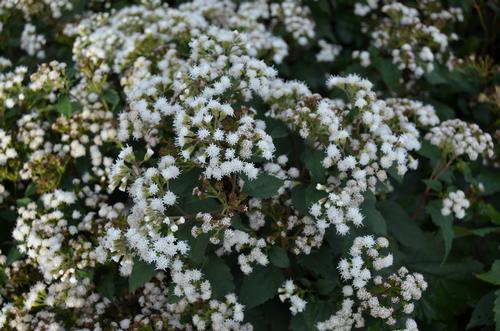 Eupatorium rugosum (Chocolate Joe-Pye Weed)