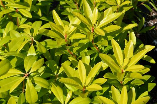 Illicium parviflorum 'Florida Sunshine' (Florida Sunshine Anise)