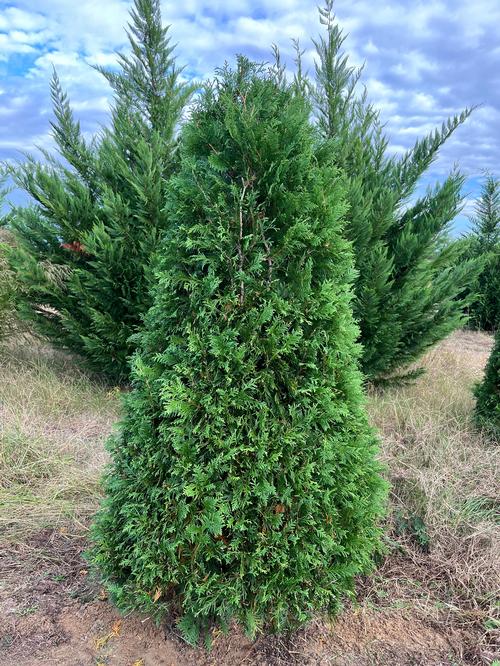 Thuja occidentalis 'Nigra' - Nigra Arborvitae from Taylor's Nursery