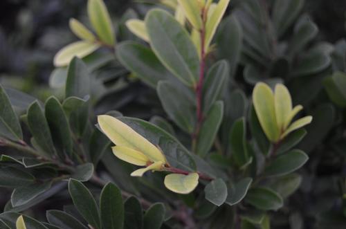 Distylium (Spring Frost™ Distylium)