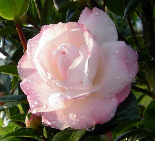 Camellia sasanqua (October Magic® Dawn™ Camellia)
