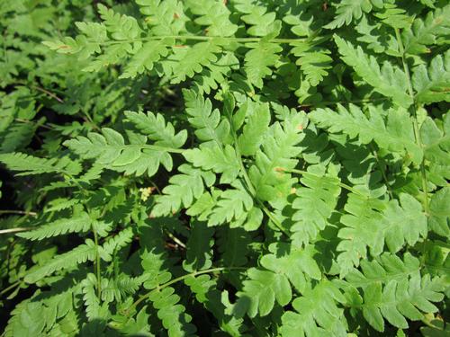 Osmundastrum cinnamomeum (Cinnamon Fern)