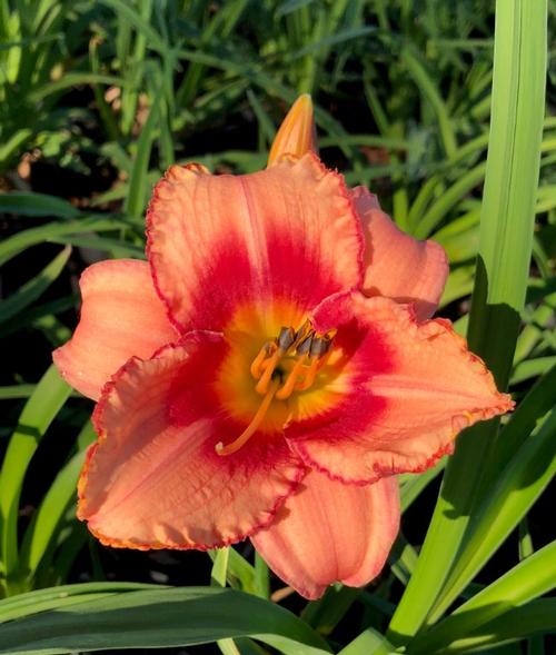 Hemerocallis (Strawberry Candy Daylily)