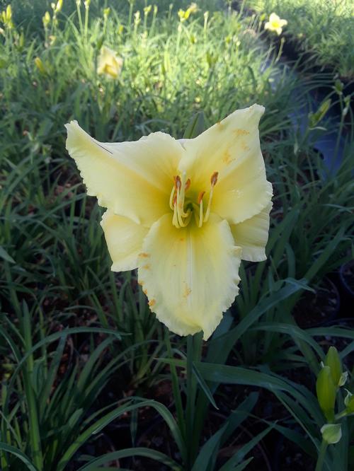Hemerocallis (Fragrant Reflection Daylily)