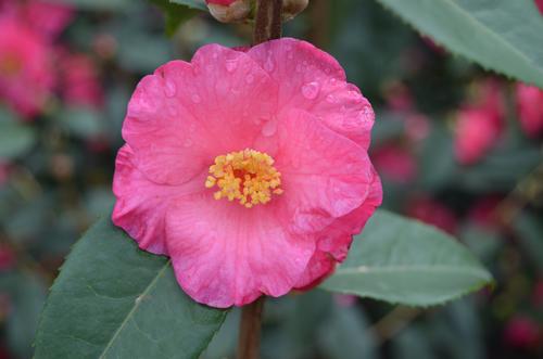 Camellia x (Crimson Candles Camellia)
