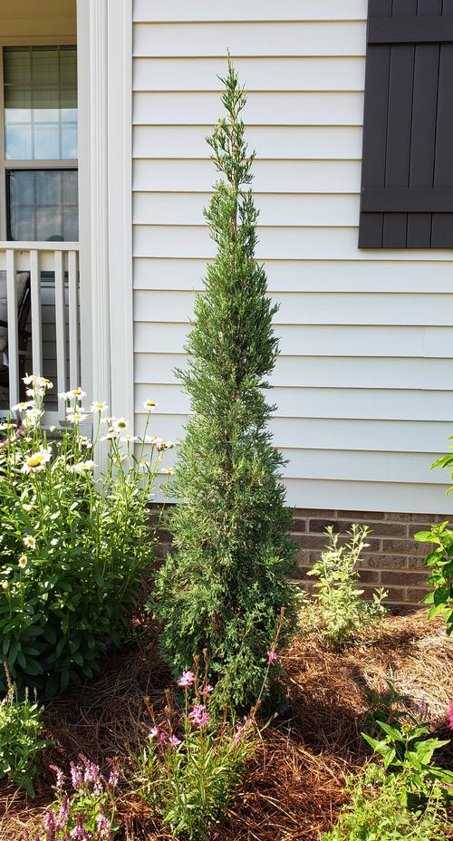 Juniperus virginiana 'Taylor' - Taylor Red Cedar from Taylor's Nursery