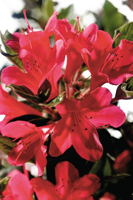 Azalea Encore® (Azalea Encore® Autumn Ruby™)