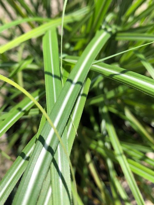Miscanthus sinensis (Little Miss Maiden Grass)