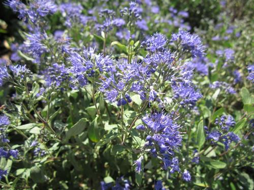 Caryopteris x clandonensis (First Choice Caryopteris)