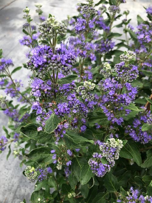 Caryopteris x clandonensis (Grand Bleu Caryopteris)